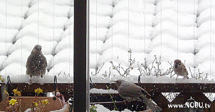 今日は雪