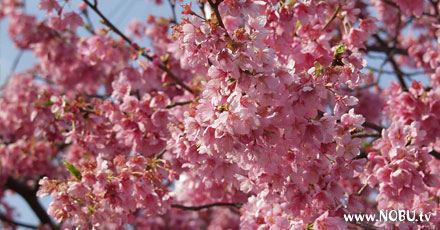河津桜