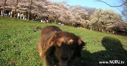 代々木公園