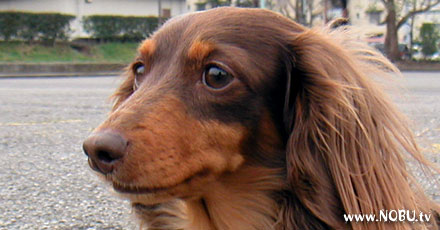 COCOA