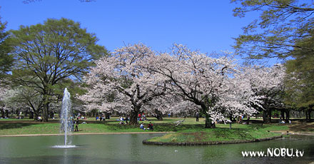 代々木公園