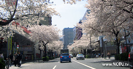 中野通り