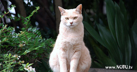 cat