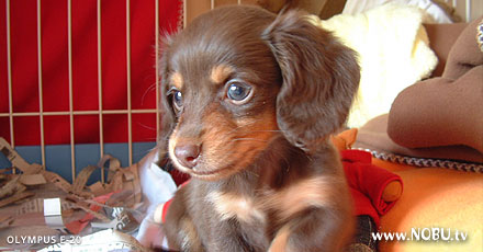 COCOA