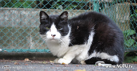 猫