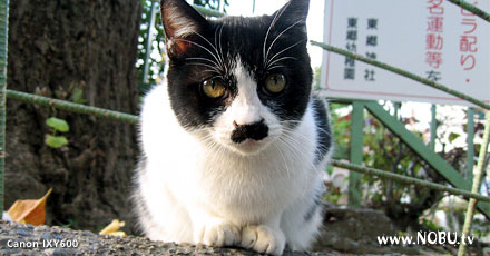 野良3