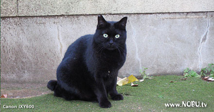 黒猫